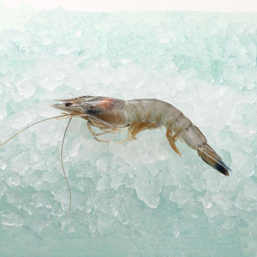 GODAK New Caledonia Frozen Angel Prawn (20/30) (1kg)